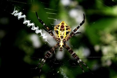 Close-up of spider on web