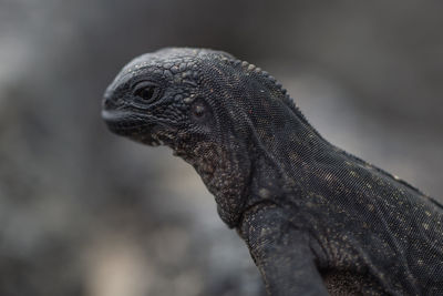 Close-up of a lizard