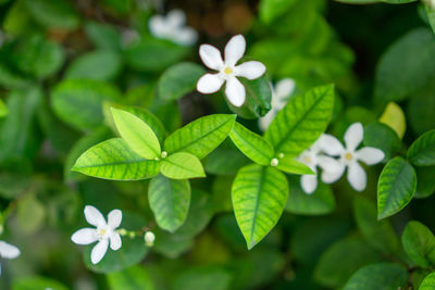Fresh young bud green leaves blossom on natural greenery plant and white flower blurred background