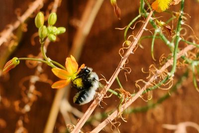 Close-up of bee on flower