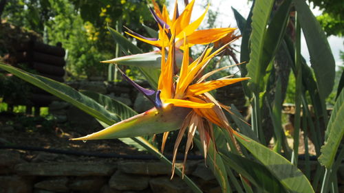 Close-up of yellow flower