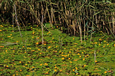 Lotus water lily in pond