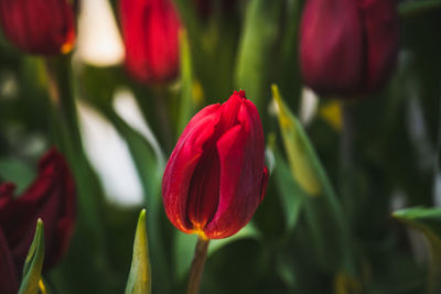 Close-up of red tulip