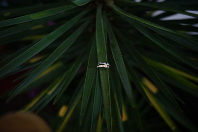 Close-up of insect on plant