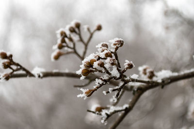 Close-up of frozen plant during winter