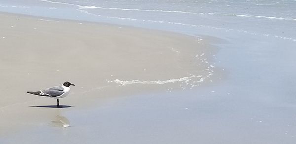 High angle view of seagull on a lake