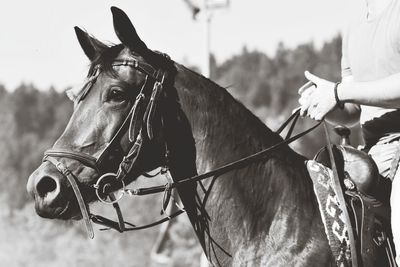 Close-up of horse against sky