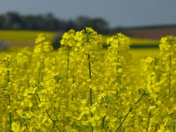 Close-up of yellow flowers blooming on field