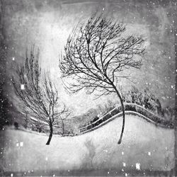 Bare trees on snow covered landscape