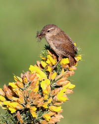 Close-up of bird perching on yellow flower