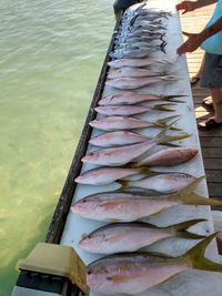 Low section of man with fish in water