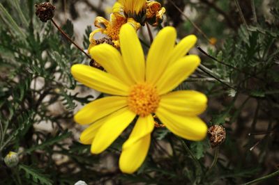 Close-up of yellow flower blooming outdoors