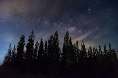 Low angle view of trees against sky at night