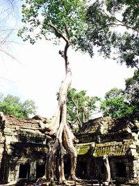 Trees in a temple