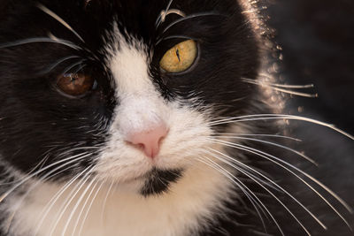 Close-up portrait of cat