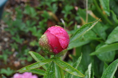 Close-up of pink rose flower