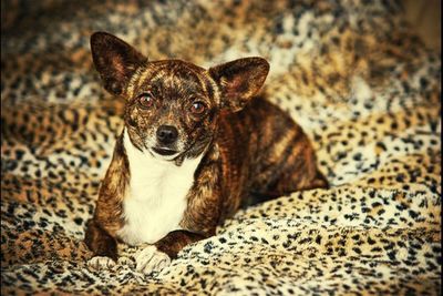 Portrait of dog resting