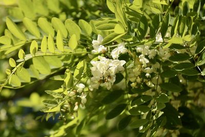 Close-up of white flowering plant