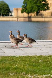 View of birds on shore
