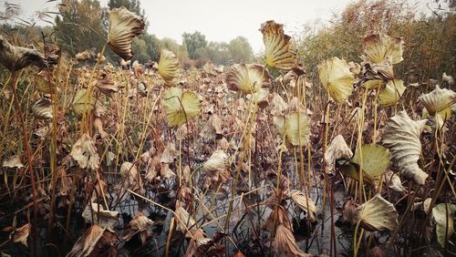 Close-up of plants growing on field