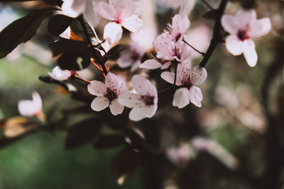 Close-up of pink cherry blossoms