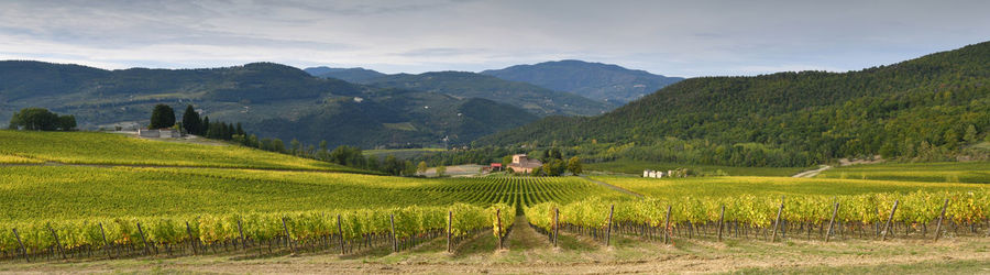 Scenic view of agricultural field against sky