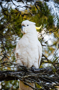 Bird perching on a tree