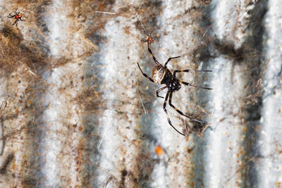 Close-up of spider on wall