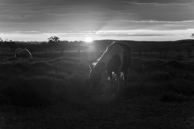 Rear view of horse on field against sky