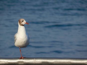 Seagull perching on a sea