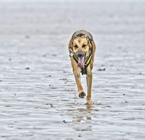 Portrait of dog in water
