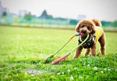 Low section of man playing with ball on field
