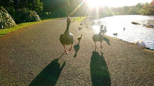 Shadow of birds on lake