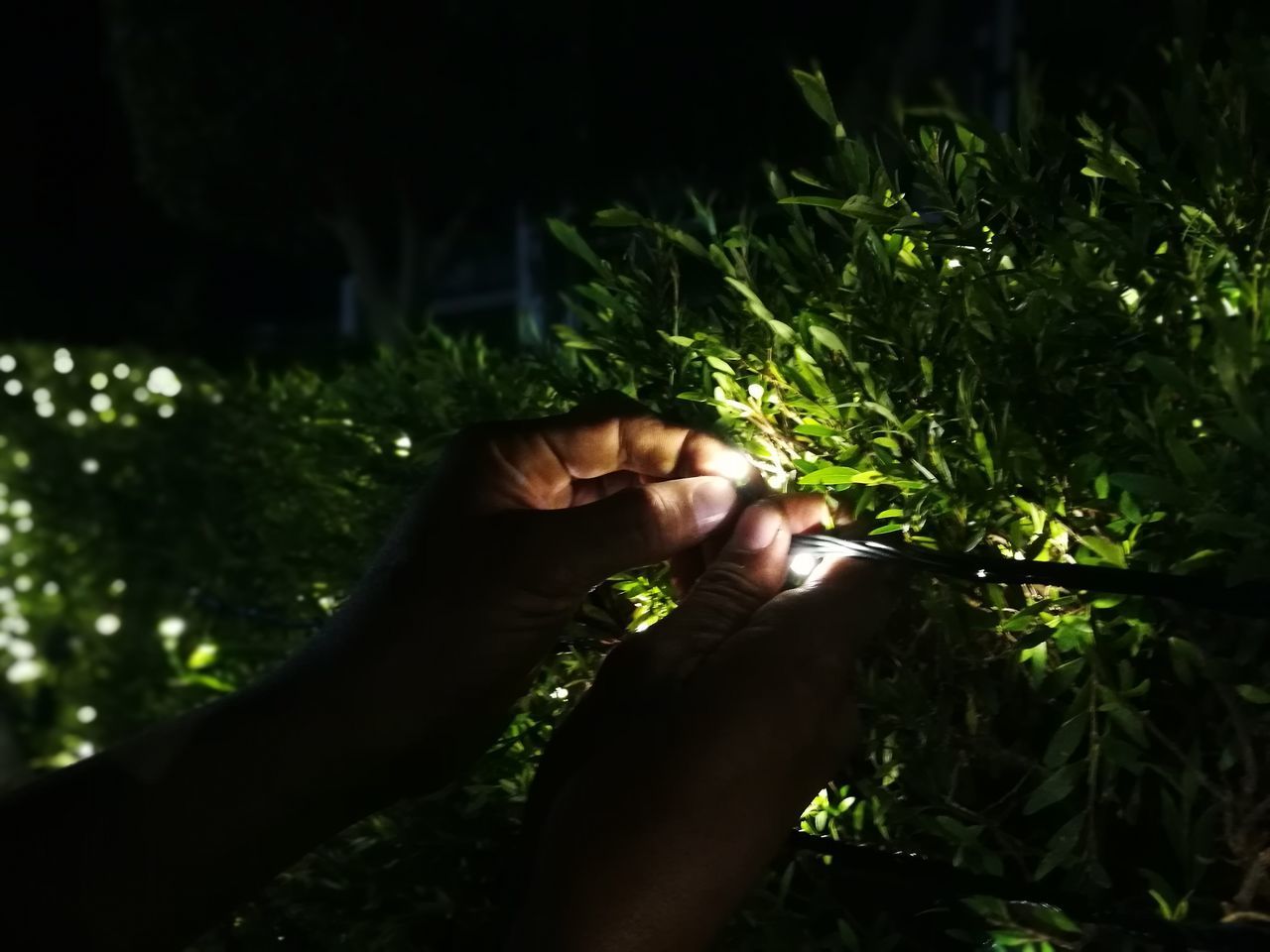 CLOSE-UP OF MAN HOLDING TREE AT NIGHT