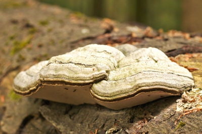 Mushroom growing on a tree trunk