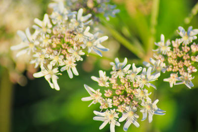 Close-up of white flowering plant
