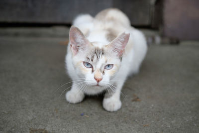 Close-up of cat