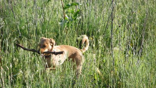 Dogs in a field