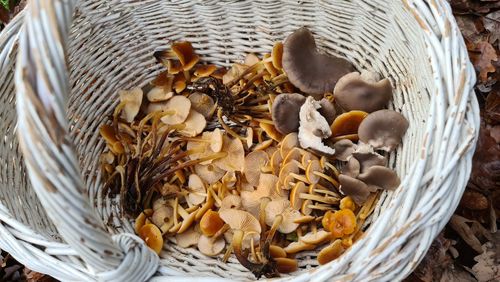 High angle view of mushrooms in basket