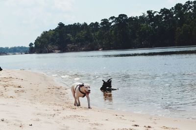 Dog on beach against sky