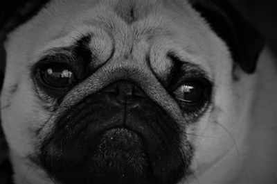 Close-up portrait of dog