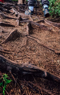 Low section of man working in field