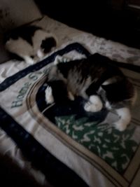 Close-up of cat sleeping