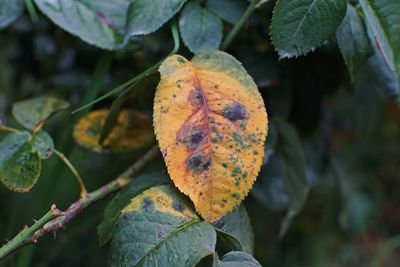 Close-up of autumn leaves on plant