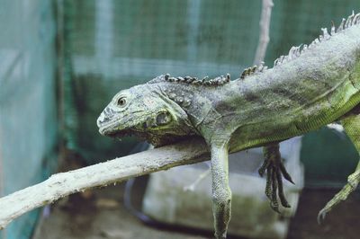 Close-up of iguana resting on stick in zoo