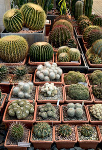 Potted plants in greenhouse