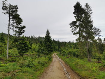 Dirt road amidst trees in forest against sky