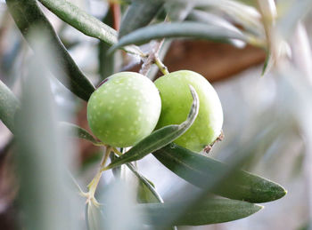 Close-up of olives growing outdoors