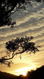 Low angle view of silhouette tree against sky during sunset