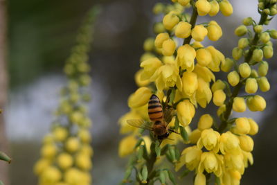 Close-up of bee on yellow flower